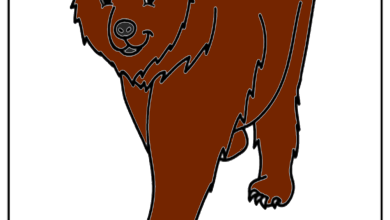 Grizzly Bear Drawing