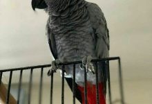 African Grey Parrots for Sale