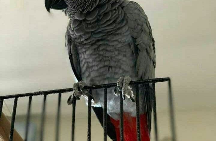 African Grey Parrots for Sale