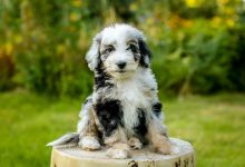 Aussiedoodle Puppies