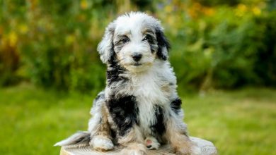 Aussiedoodle Puppies