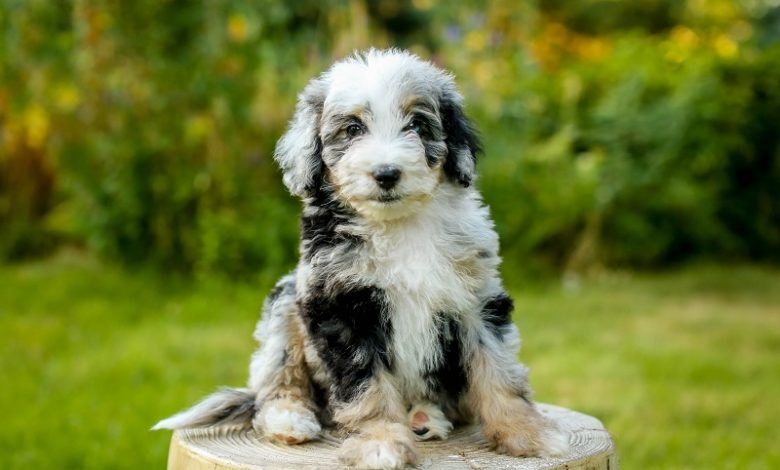 Aussiedoodle Puppies