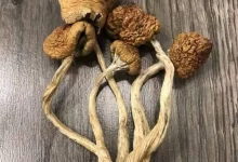 Golden Teacher Mushroom