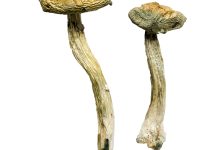 Jerry Garcia Magic Mushrooms