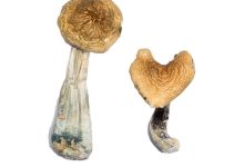 McKennaii Magic Mushrooms