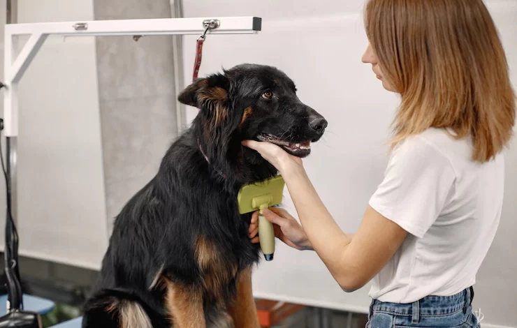 Learn dog grooming online