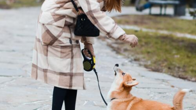 traveling with your dog