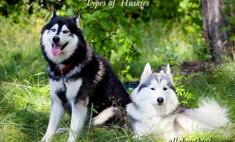 types of huskies