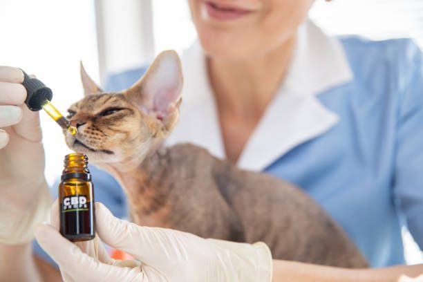 Best CBD Oils For Cats