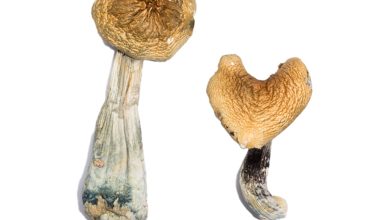 buy McKennaii Magic Mushrooms