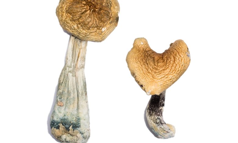 buy McKennaii Magic Mushrooms