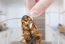 Cockroaches Control Services in Dubai