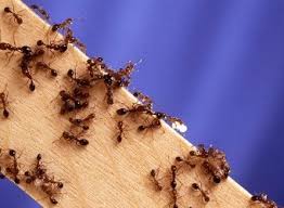 Ants Treatment