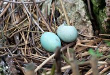 Blue-Bird-Eggs