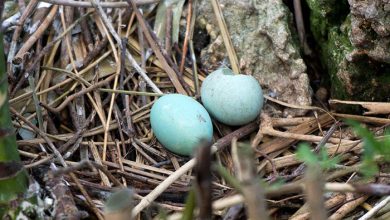 Blue-Bird-Eggs