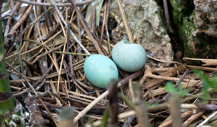 Blue-Bird-Eggs
