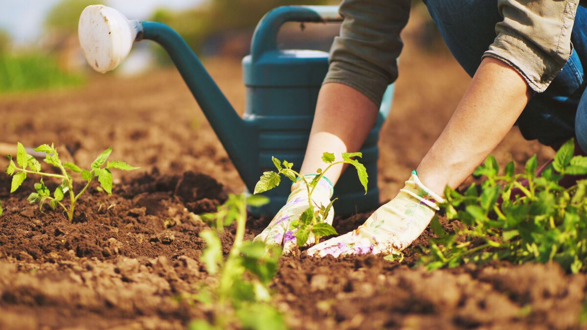 Gardening Tips and Tricks: A Guide to Growing A Garden 