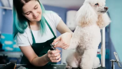 Dog Groomer