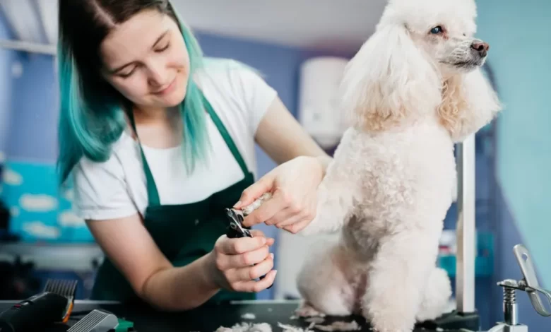 Dog Groomer